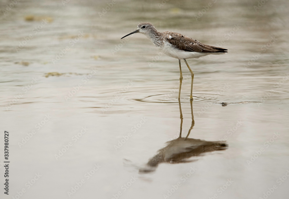 Obraz premium Marsh Sandpiper and its reflection on water at Asker marsh, Bahrain