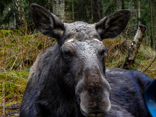 portrait of a donkey © KurtErik