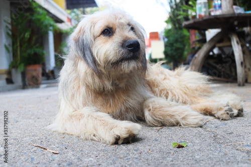 Canvastavla Dog waiting for his master down on the road front of  house