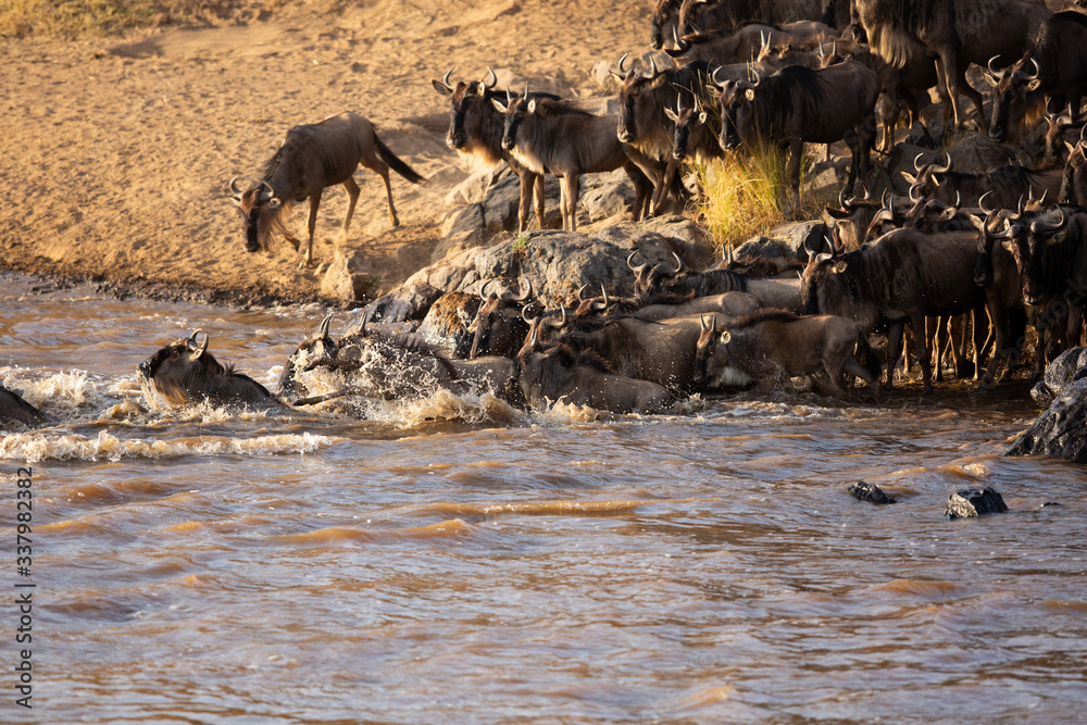 Wildebeests crossing the Mara river, Kenya Wildebeests crossing the Mara river, Kenya