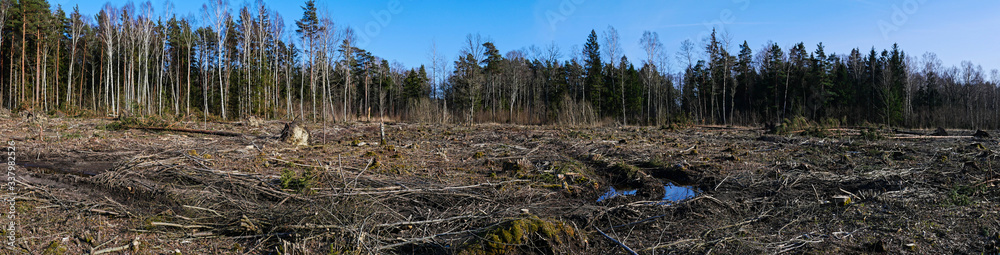 Panoramic picture of a barbarously cut down forest Panoramic picture of a barbarously cut down forest
