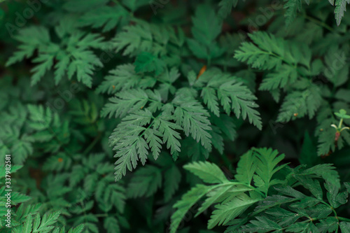 close up of a pine needles  green plant background