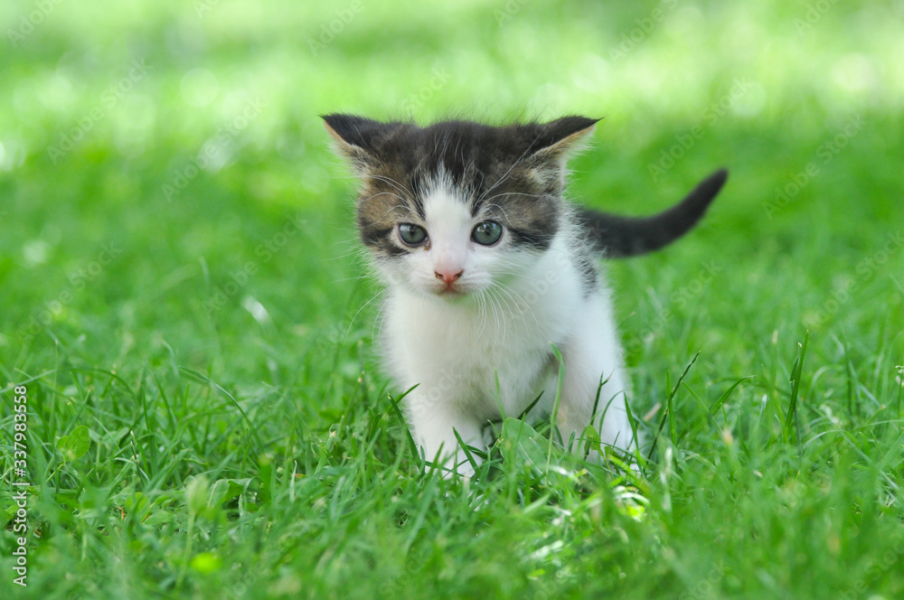 Obraz premium Adorable little kitten outdoor. A little cute kitten playing in the green grass