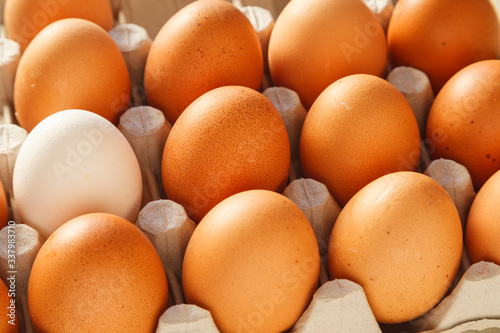 One white chicken egg against a group of brown eggs in a carton pack