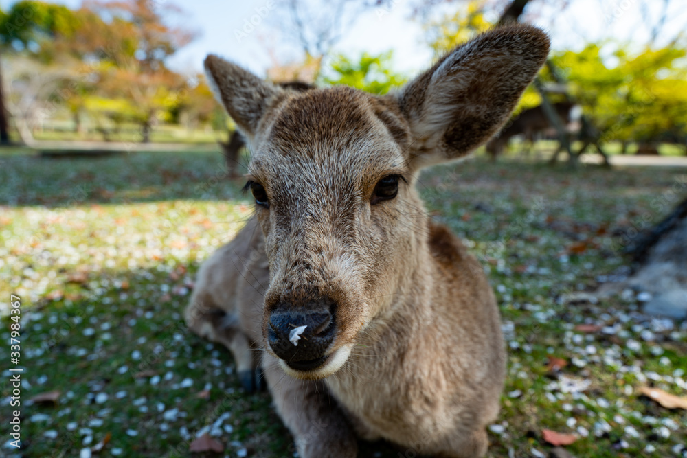 Todaiji and Nara park during the coronavirus crisis. Todaiji and Nara park during the coronavirus crisis.