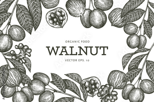 Hand drawn sketch walnut design template. Organic food vector illustration. Vintage nut illustration. Engraved style botanical background.