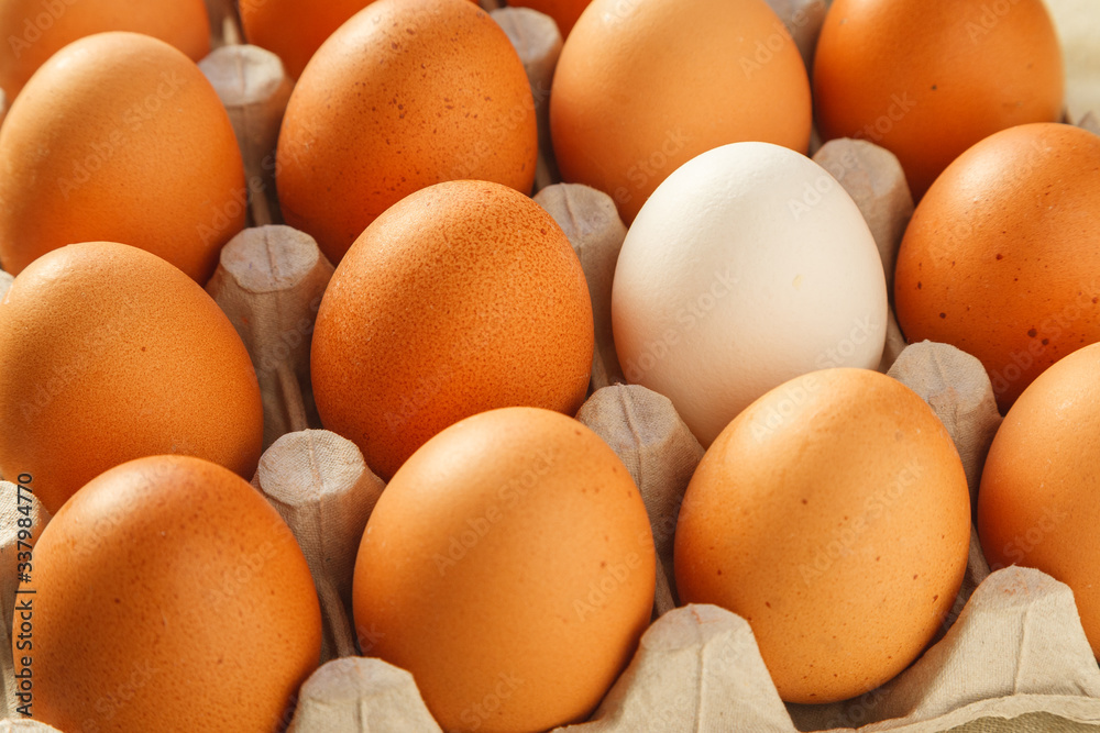 One white chicken egg against a group of brown eggs in a carton pack One white chicken egg against a group of brown eggs in a carton pack