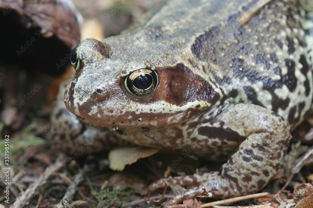 Rana temporaria, known as common frog or European common brown frog Rana temporaria, known as common frog or European common brown frog