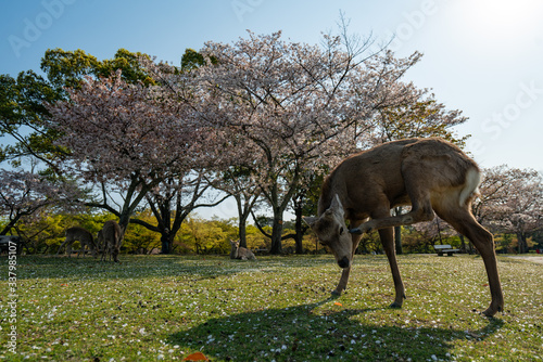 Todaiji and Nara park during the coronavirus crisis.