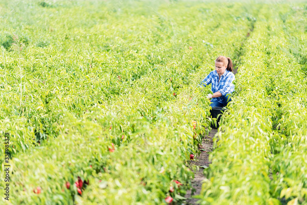 Fototapeta premium Woman farmer picking paprika in agricultural field.Copy space