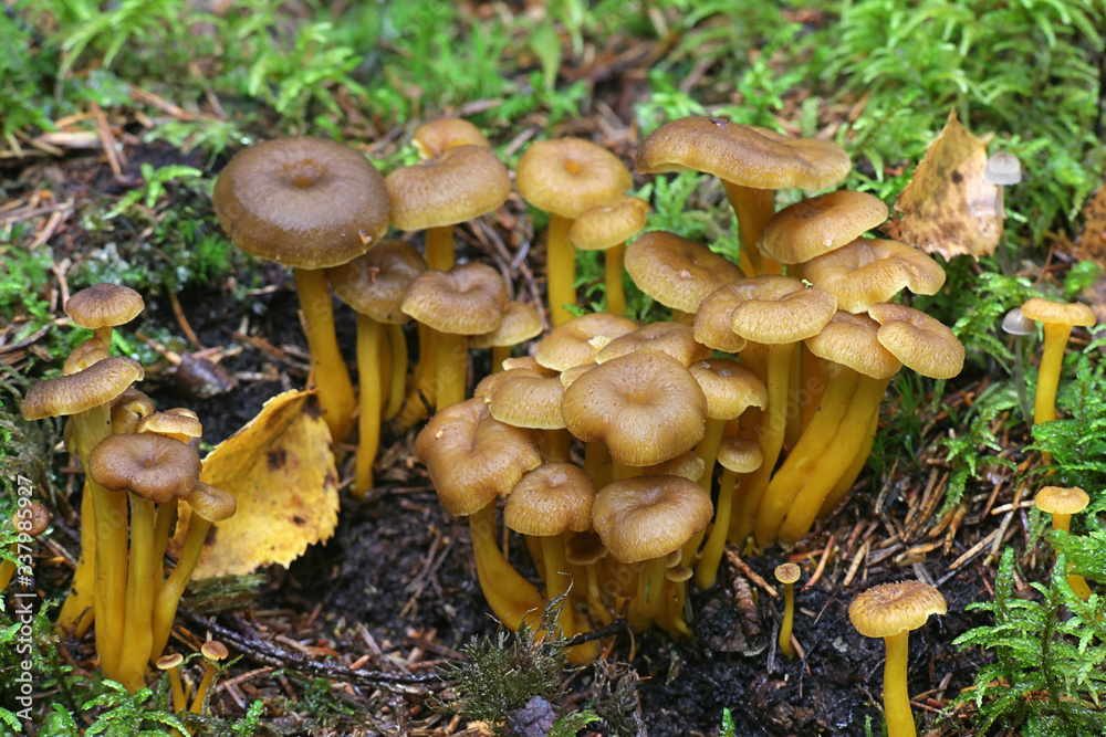craterellus-tubaeformis-formerly-cantharellus-tubaeformis-known-as