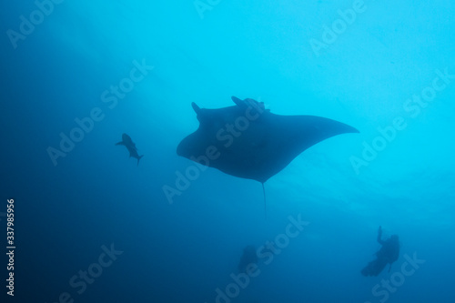 Manta Ray and scuba divers © Richard Carey
