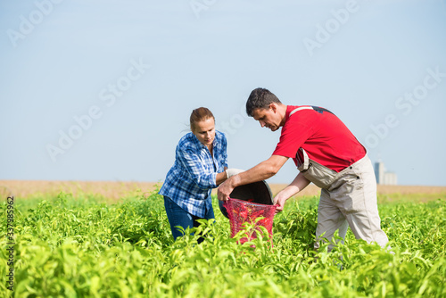 Man and woman farmers loading red paprika in the sack in the agricultural field