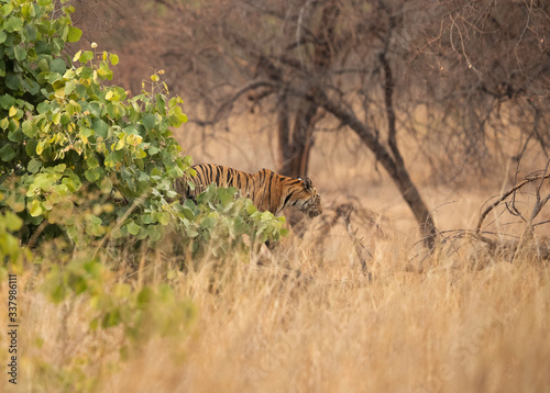 Tiger cub  in the forest of Tadoba Andhari Tiger Reserve  India