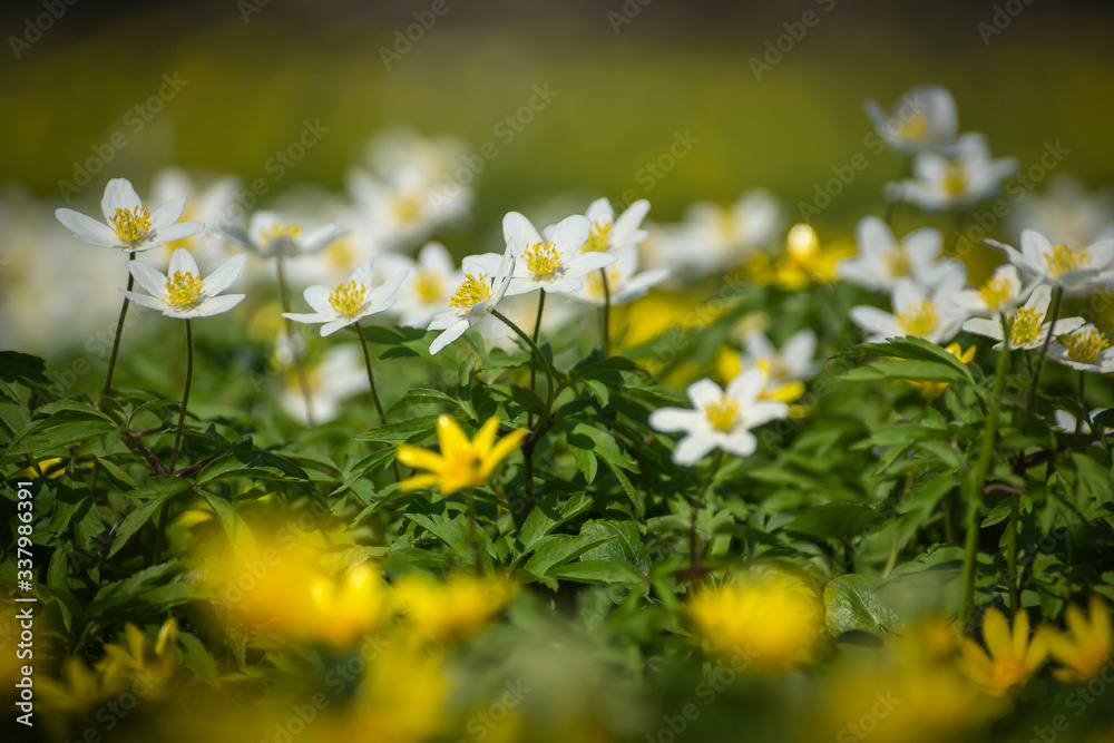 The first spring flowers in the meadow, a snowdrop bud, a symbol of the awakening of nature in the sun. The first spring flowers in the meadow, a snowdrop bud, a symbol of the awakening of nature in the sun.