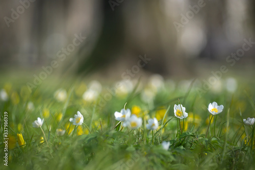 The first spring flowers in the meadow, a snowdrop bud, a symbol of the awakening of nature in the sun.