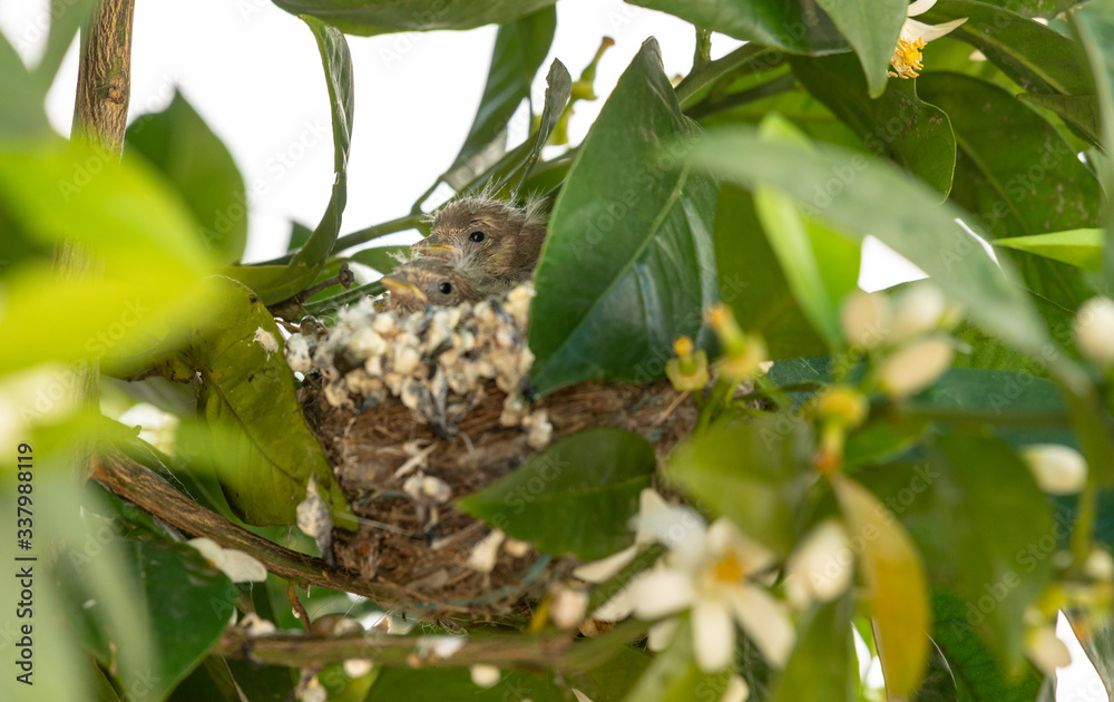 Fototapeta premium Crias de pintassilgo no ninho