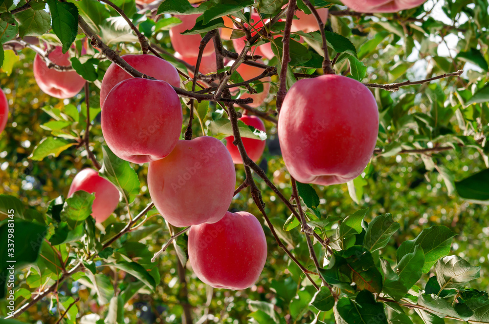 【りんご】秋のりんご園と真っ赤なりんご