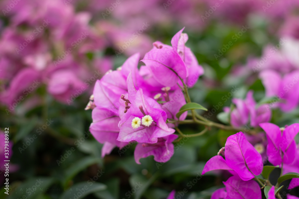 Purple flowers field in the park in the afternoon