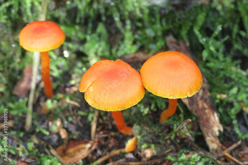 Hygrocybe reidii, known as the Honey Waxcap, wild mushrooms from Finland