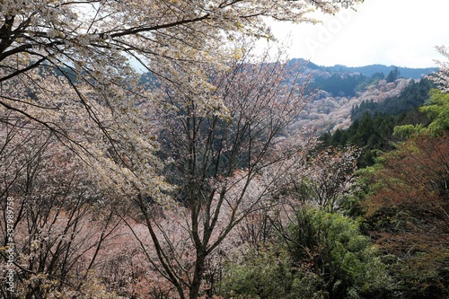 吉野山の桜