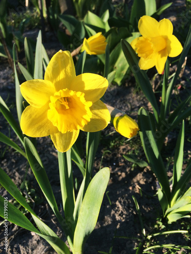 Daffodil flowers in the garden. 