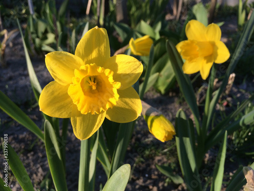 Daffodil flowers in the garden. 