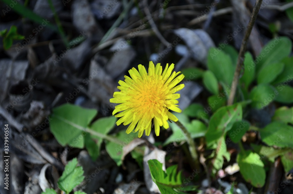 beautiful foalfoot flower blooming at spring beautiful foalfoot flower blooming at spring