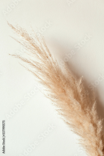 Tan pampas grass branch on white background. Reeds foliage. Styled minimal home interior design concept.