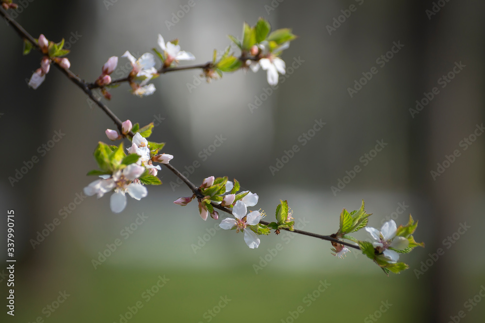 A sprig of beautifully blooming fruit tree in early spring. A sprig of beautifully blooming fruit tree in early spring.
