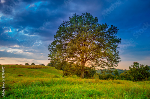Century old oak tree. Beautiful summer meadow in mountain village, Serbia, Europe.