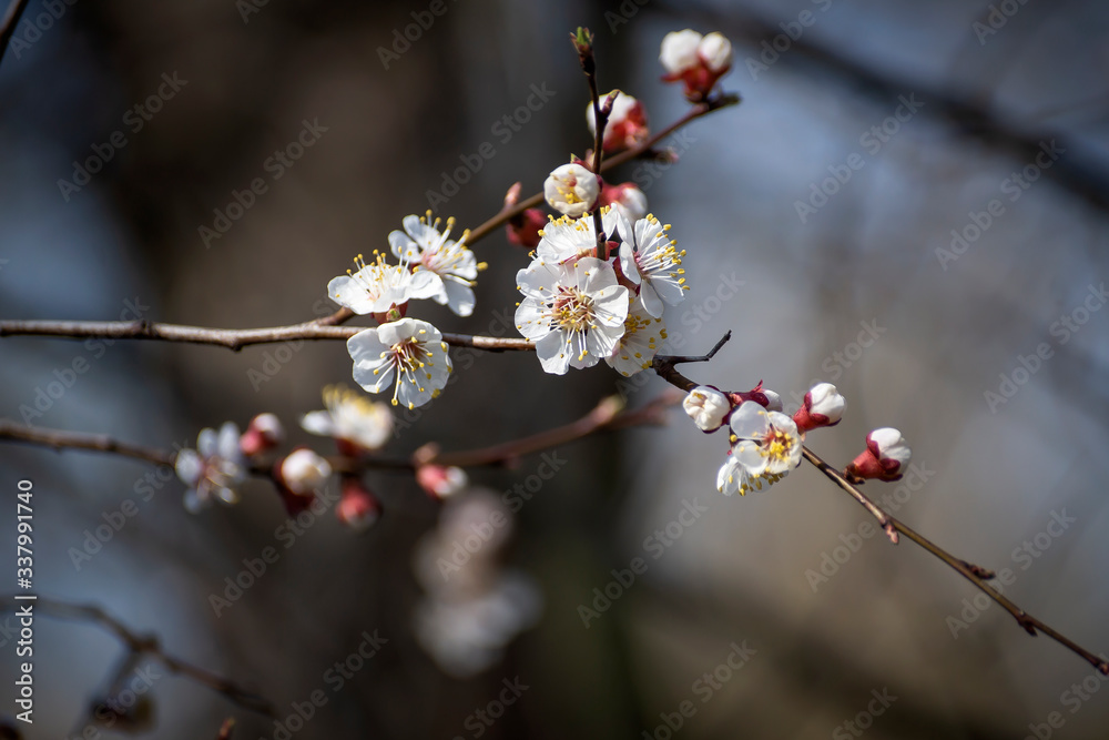 A sprig of beautifully blooming fruit tree in early spring. A sprig of beautifully blooming fruit tree in early spring.