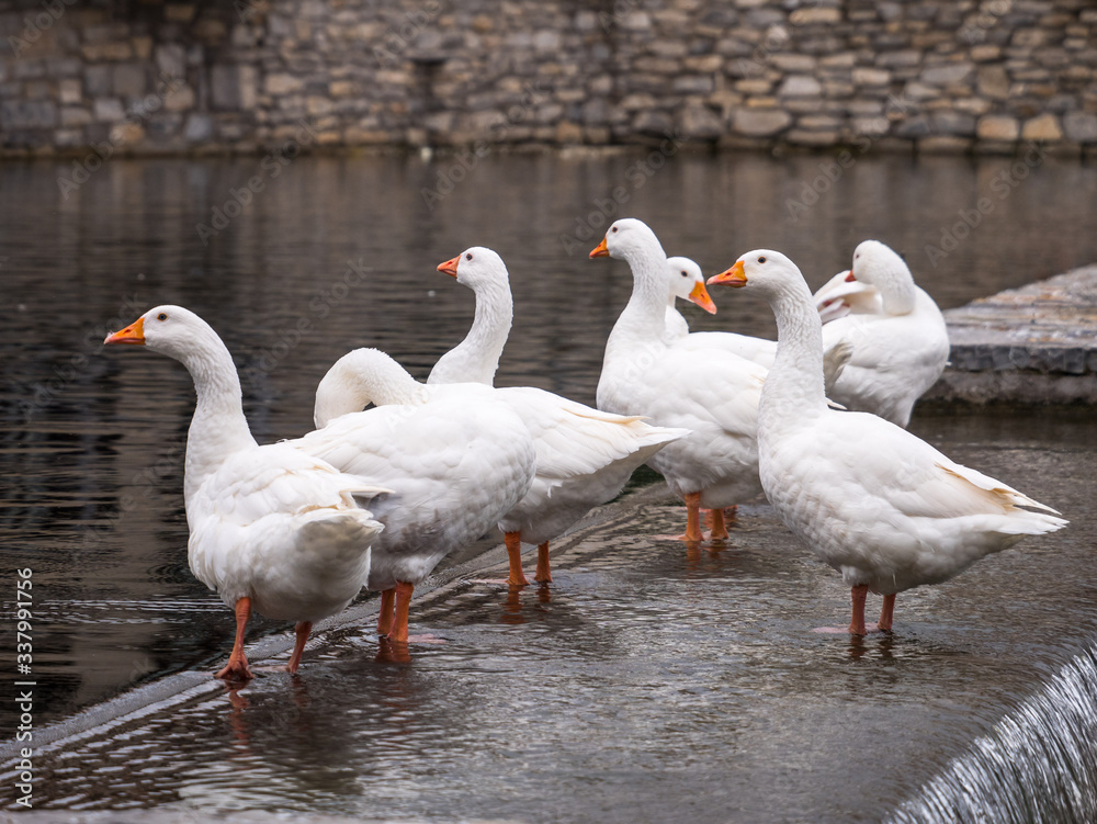 Obraz premium White geese in a pond on a weir in the city park of Nanclares de la Oca, Alava, Basque Country, Spain