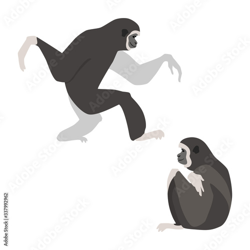 Two white-handed gibbons. Illustration of walking and sitting gibbons drawn in a flat style. Isolated objects on a white background. Vector 8 EPS