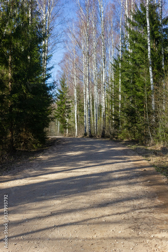 Rural road with gravel cover, spruce trees and birch trees on the roadside. Spring in Latvia