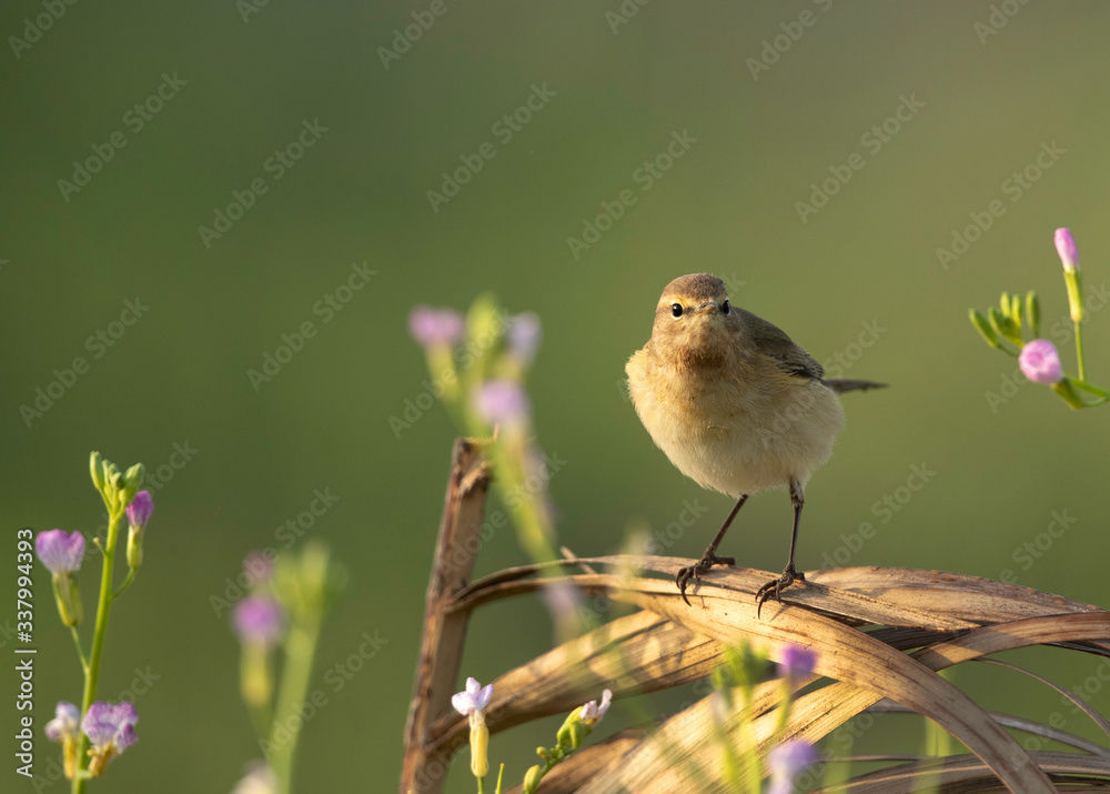 Common Chiffchaff perched on palm leaves at Buri farm, Bahrain Common Chiffchaff perched on palm leaves at Buri farm, Bahrain