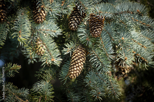 Beautiful branch of spruce with cones on a blue and blurred background.