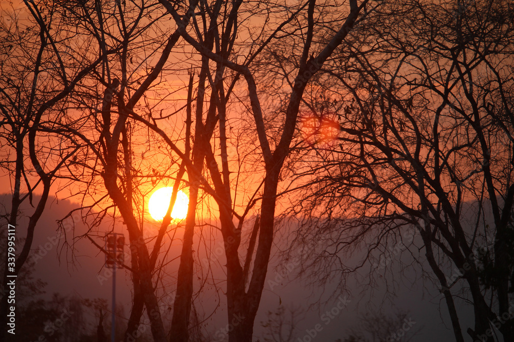 Sunset with the silhouette of the trees Sunset with the silhouette of the trees