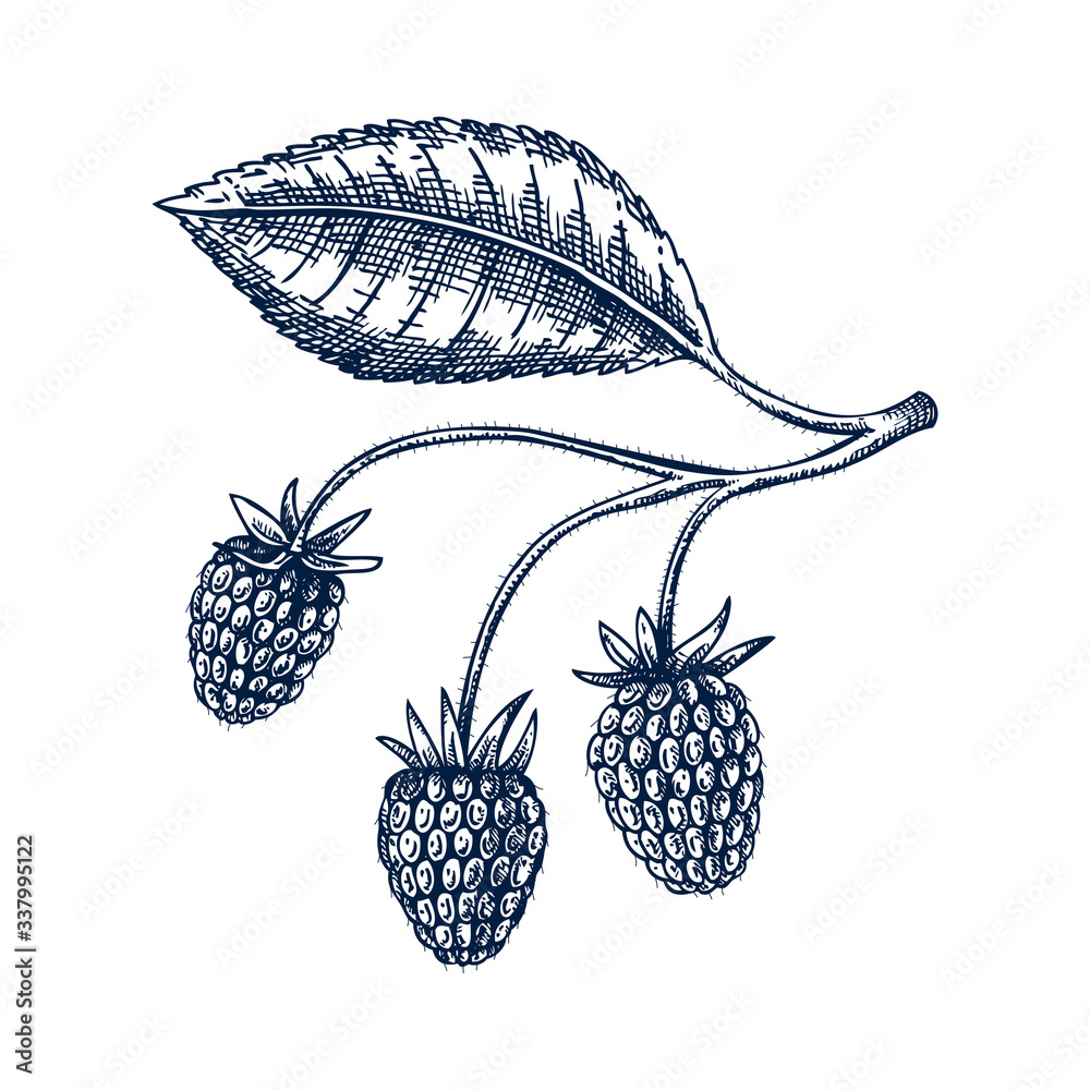 Vecteur Stock Hand drawn raspberry vector illustration in engraved