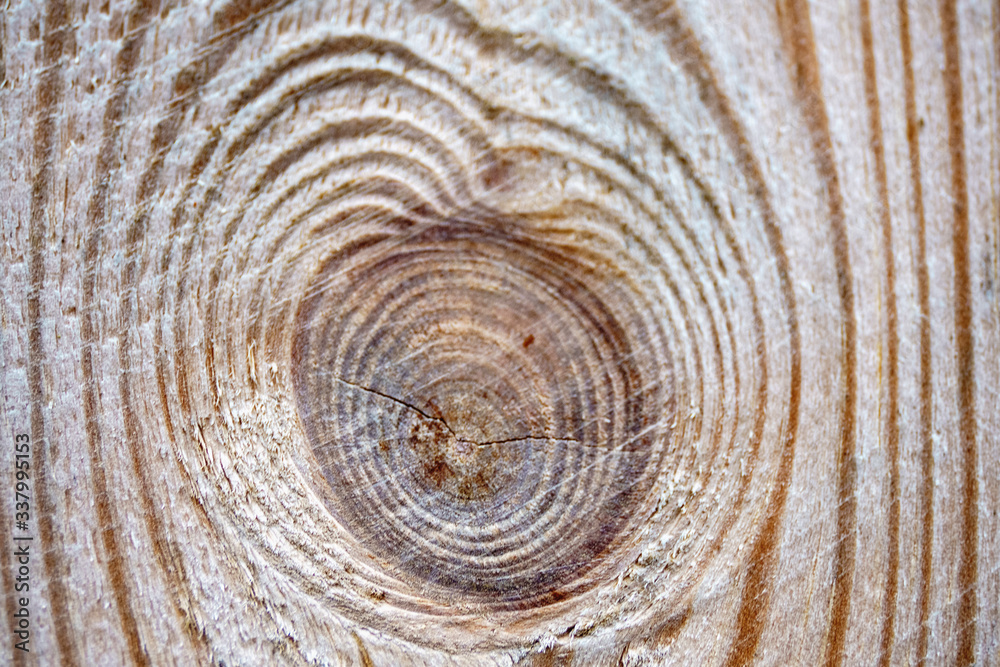 Fototapeta premium The texture of a fresh wooden board.
