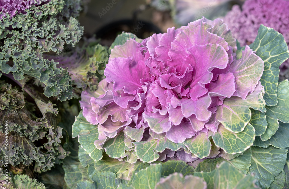 Brassica oleracea or wild cabbage grown in greenhouse