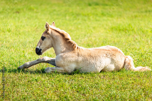 little wild baby horse a light white foal on green grass
