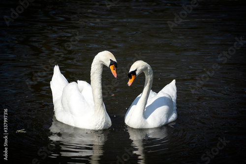 A pair of beautiful white swans on the lake in the early morning.