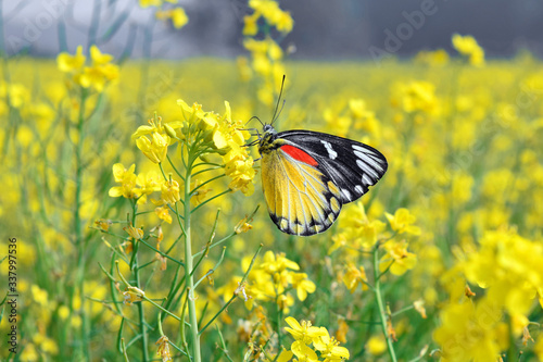 Canvas Print butterfly on yellow flowers