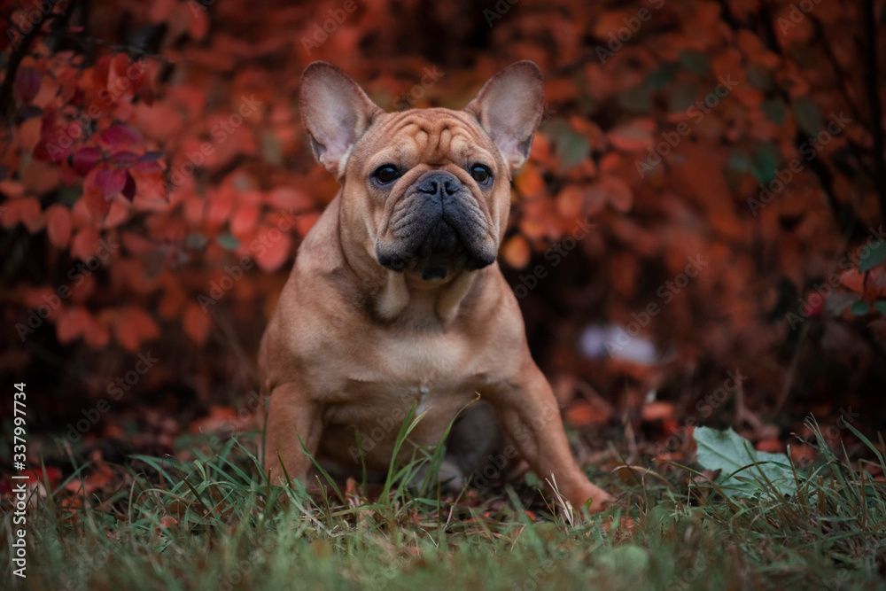 french bulldog sits by the autumn bush