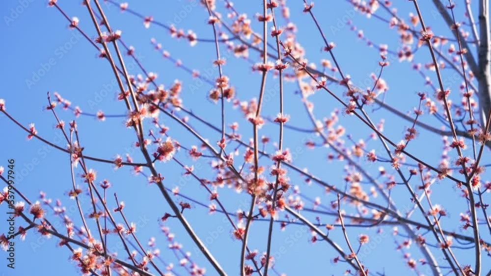 A close up of tree branches/flowers in the beginning of spring. A close up of tree branches/flowers in the beginning of spring.