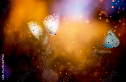 Abstract art photo of a magical natural world. butterflies and sparkling bokeh.