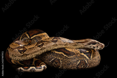 Exotic snake on a black isolated background