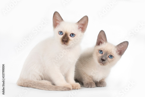 little secret kittens on white isolated background