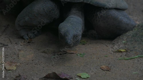 Aldabra giant tortoise Mahe Island Seychelles Close-up.